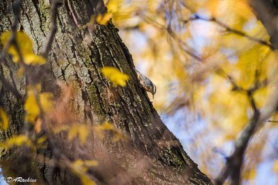 Nuthatch In Autumn