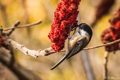 Chickadee on Sumac II