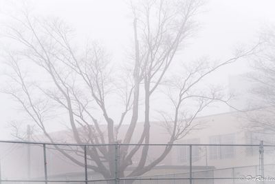 Maple Tree In Fog