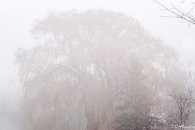 The Willow and Fog