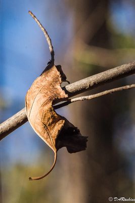 Fall Leaves