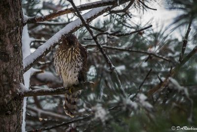 Hawk in the tree outside II