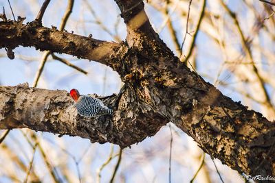 Red-bellied Woodpecker