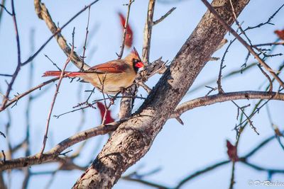 Cardinal