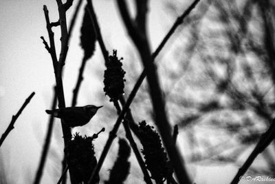 g13/01/709301/3/173284809.e39911aa.JPEG