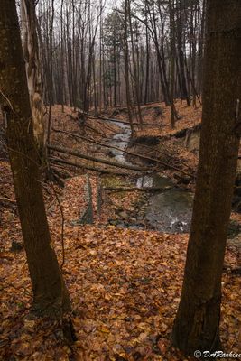 Fallen trees across the stream