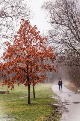 Oak Trees 