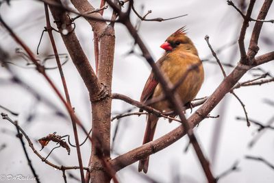 Cardinal