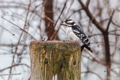 Downy Woodpecker