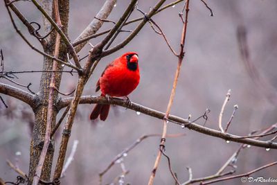 Cardinal