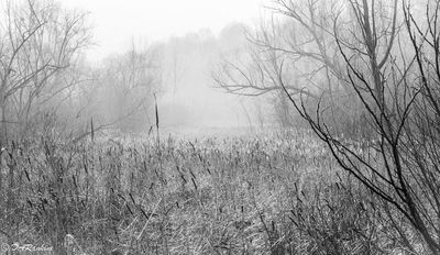 Mist and Reeds
