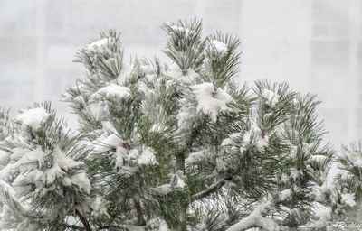 Snow Falling On Pine