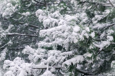 Snowfall On Pine