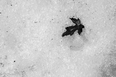 Leaf on Speckled Snow