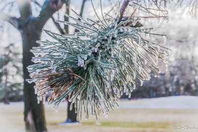 Ice on Pine Needles