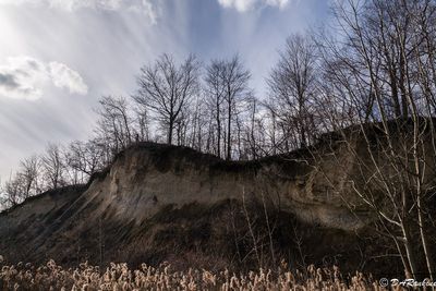 Trees On the Edge