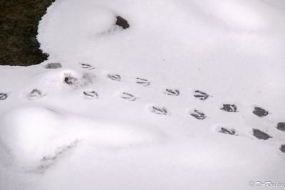 Duck Prints on Creek