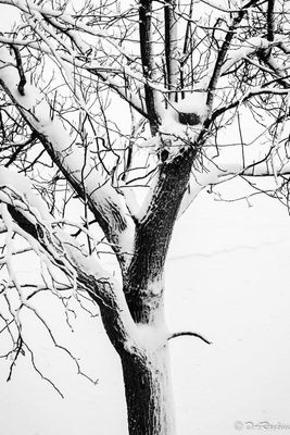Catalpa Tree In Winter
