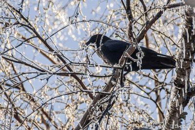 Crow In Iced Tree