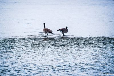 On Frozen Marsh