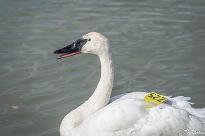 Numbered Swan