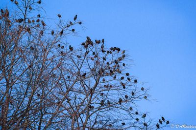 Starlings