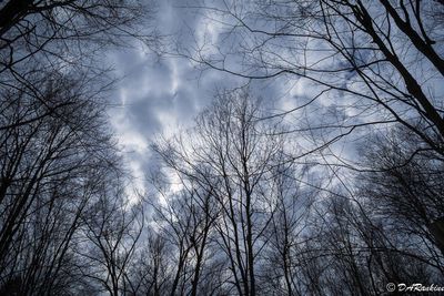 Trees and Clouds