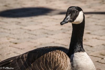 Goose On Watch