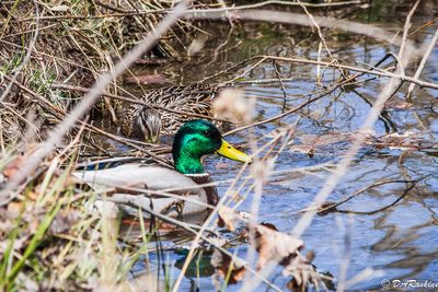 Mallards