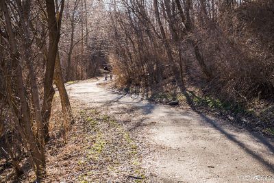 Sunlit Path