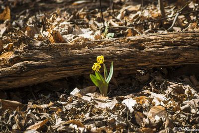 The trout lilies are blooming