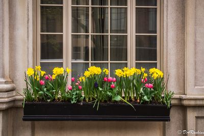 Spring on the Windowsill