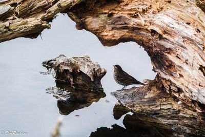 Redwing Blackbird I