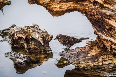 Redwing Blackbird II