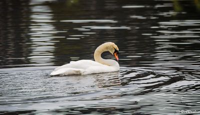 Swan on Grenadier Pond I