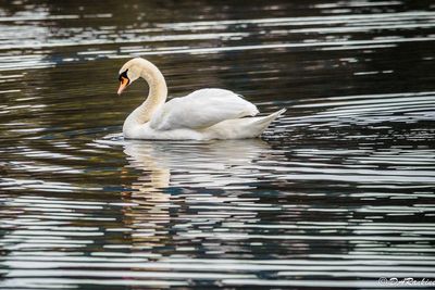 Swan and Reflection