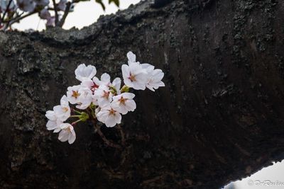 Sakura Cherry Blossoms I