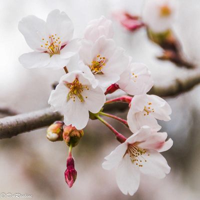 Sakura Cherry Blossoms II