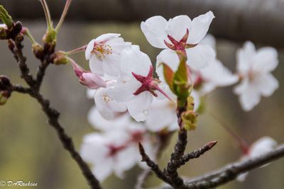 Sakura Cherry Blossoms III