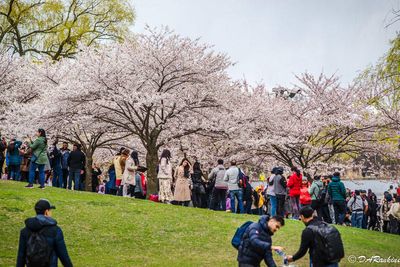 Cherry Blossoms in the Park