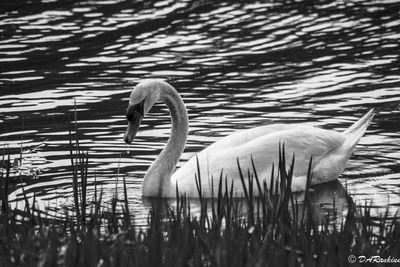Swans in Black and White