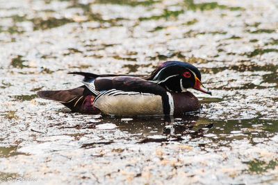 Wood Duck