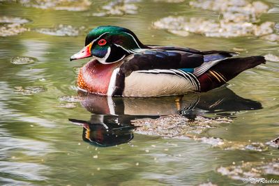 Wood Duck