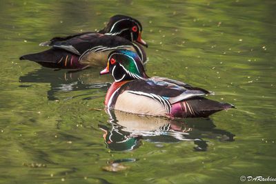 Wood Ducks