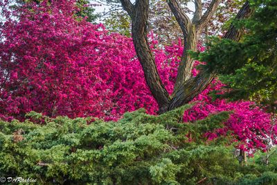 Crab Apple Blossoms