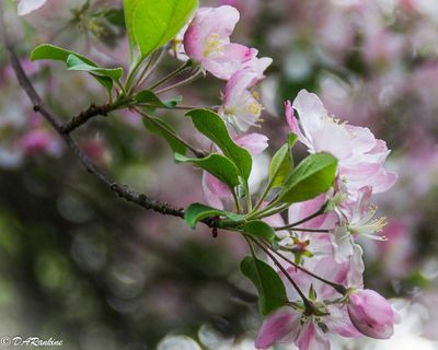 Apple Blossoms