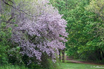 Blossoms By the Path