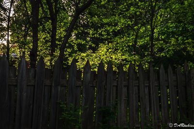 Sunlight Behind the Fence