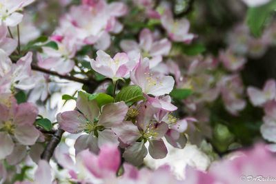 The Pink in Apple Blossoms