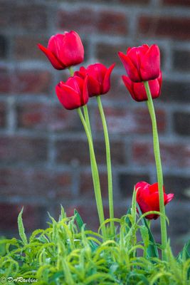 Tulips in Red